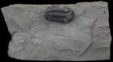 Prone Eldredgeops (Phacops) Trilobite - New York #45059-2